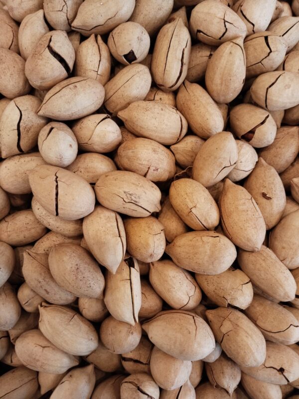 پیکن گری دار میوے || Pecan Nuts: Rich, Buttery, and Packed with Goodness.