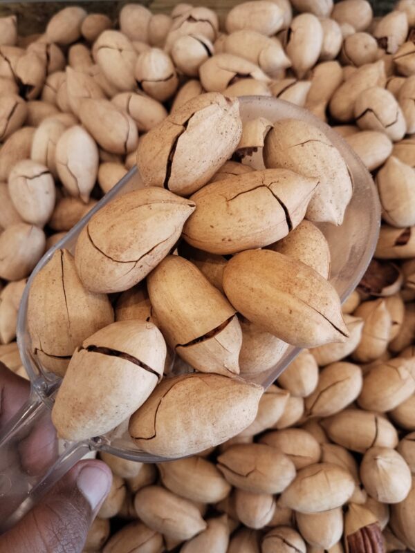 پیکن گری دار میوے || Pecan Nuts: Rich, Buttery, and Packed with Goodness. - Image 2