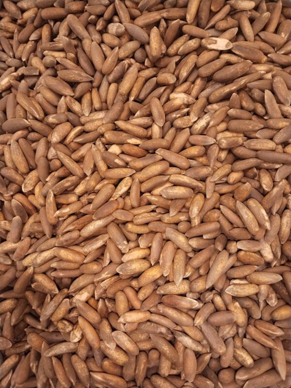 پائن گری دار میوے || Pine Nuts: Nutrient-Rich, Buttery Seeds Packed with Flavor and Health Benefits