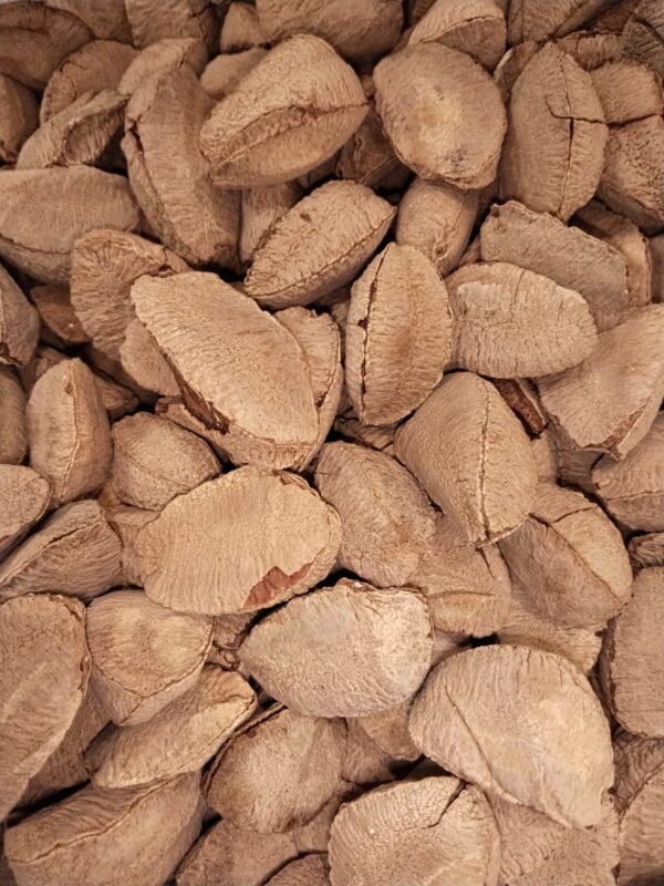 برازیل گری دار میوے || Brazil Nuts: Selenium-Rich Superfood for Immunity and Heart Health - Image 2